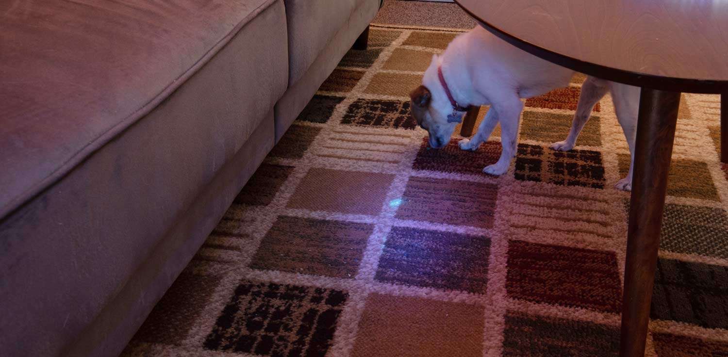 Small dog smelling pet urine that is being illuminated under a UV black light.